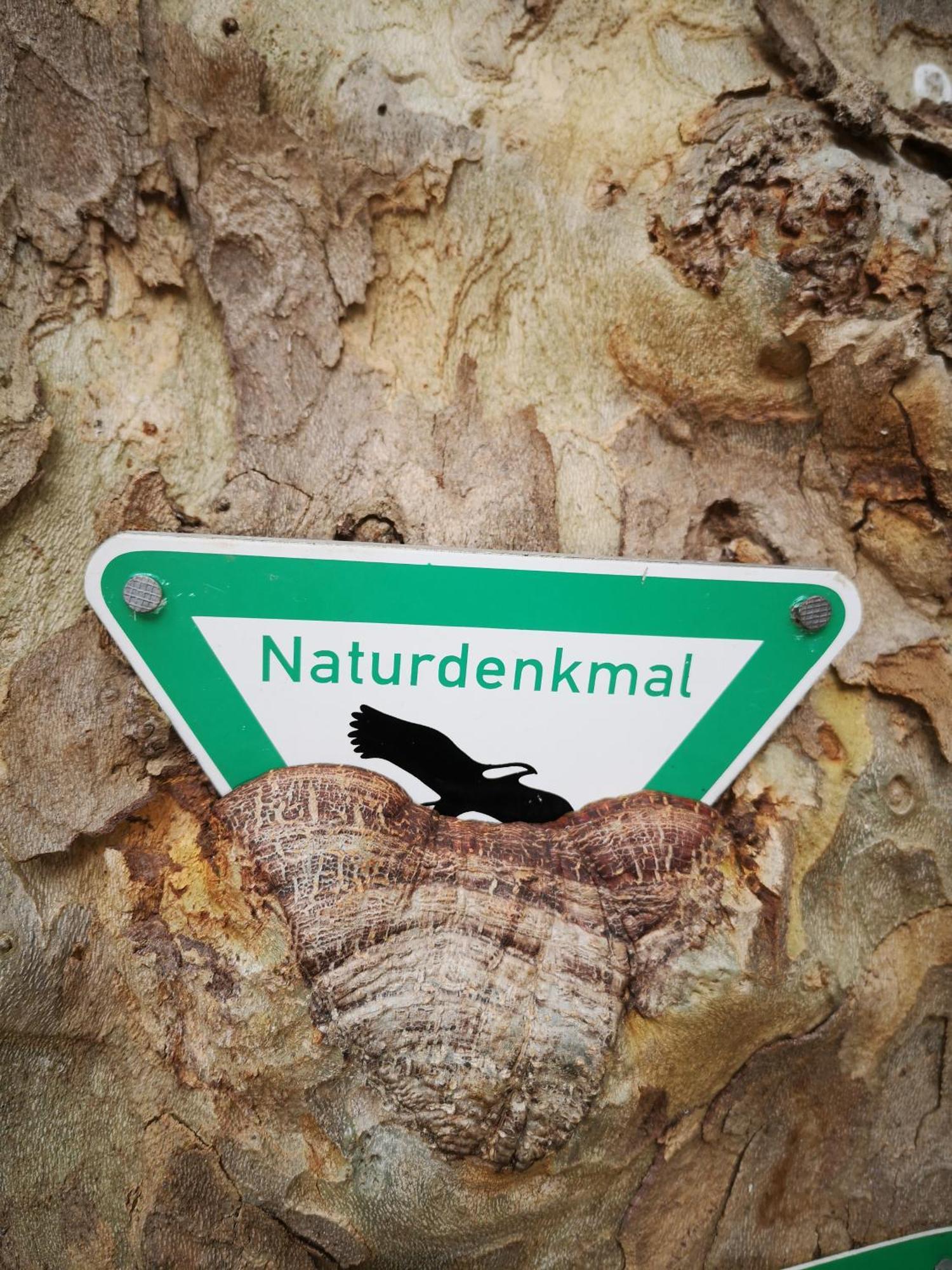 Ferienwohnung In Waldrandlage In Nationalpark Schleiden / Eifel Экстерьер фото