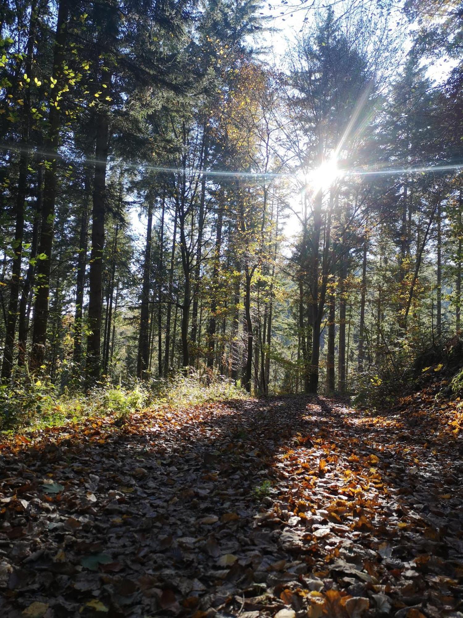 Ferienwohnung In Waldrandlage In Nationalpark Schleiden / Eifel Экстерьер фото